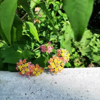 Lantana camara L.